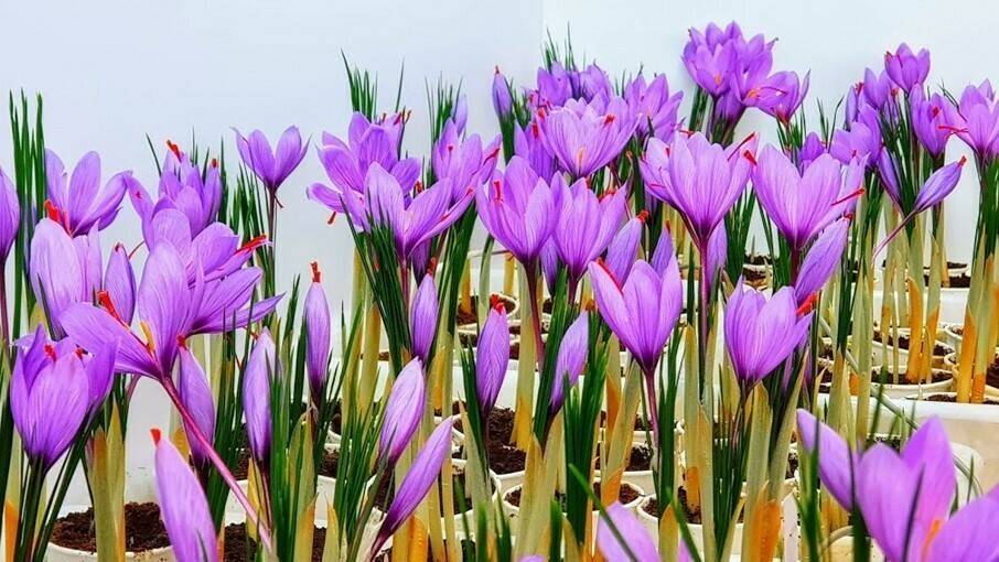 urrestarazu azafrán